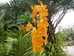 yellow orchids in a tropical garden