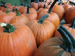 harvest pumpkin on the farm