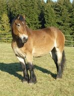 Beautiful, cute and colorful kaltblut mare horse on the meadow among the plants