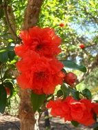 bright red flowering pomegranate flower