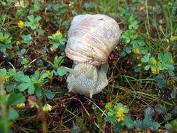 snail in grass