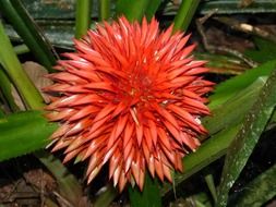 red bromeliad flower in the jungle