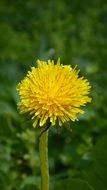 yellow dandelion on a background of green grass