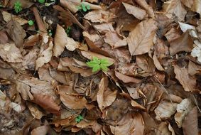 green sprout in old tree leaves