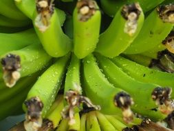 water on the stems of banana