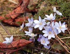 purple flowers in early spring