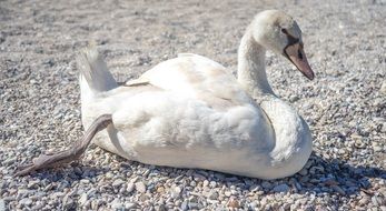 White swan rest on Stone beach