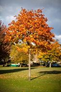 seasonal beautiful autumn foliage