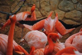 pink flamingo bird in park