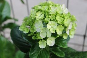 bright and beautiful hydrangea hortensia flower in a garden