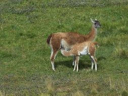 Lama with offspring in a pasture in Chile