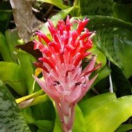 bright tropical flower in hawaii