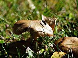 fly on brown mushroom in grass