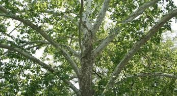 american sycamore