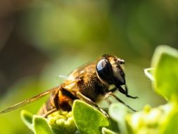 bright buzzing bee closeup