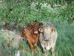 photo of the cows on a pasture
