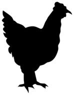 Black silhouette of a chicken on a white background