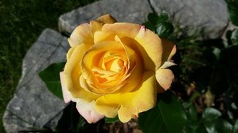 yellow rose in the garden landscape