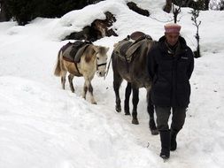 winter in a farm in Marocco