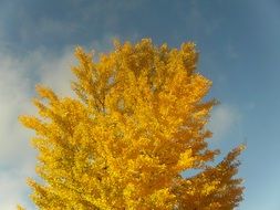 Drawing of autumnal golden leaf tree