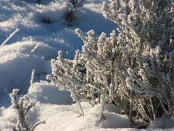 Frozen trees in winter time
