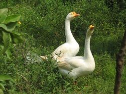 two white geese in the village
