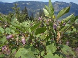 Bush belladonna with purple flowers in the mountains