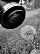 black and white dandelion closeup shot