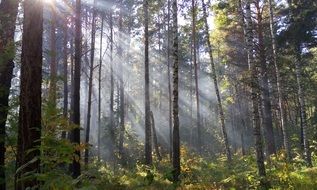 bright sunlight in the forest