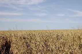 field crops