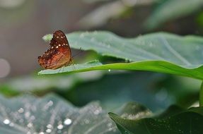 Butterfly on the big green leaf