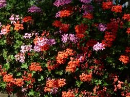 colorful geranium flowers