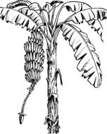 drawing of bananas on tree