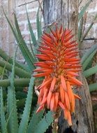 aloe flower africa nature plant