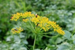 insects on the flower of the dill