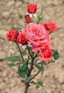 red rose with buds on a stem close-up on a blurred background