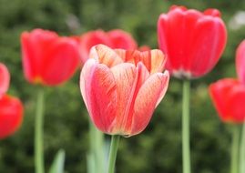 bright tulips in blurred background