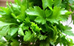 bunch of parsley, green spice plant