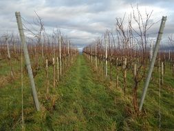 vineyards in a wine region