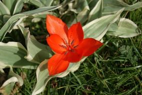 opened tulip flower
