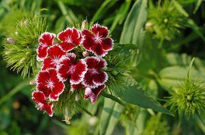 red wild carnations on the bush