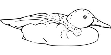 wild duck, drawing