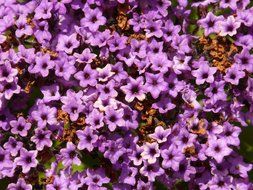 heliotrope solstice purple flowers, background