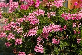 pink geranium flowers in the garden