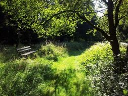 bench in the green park
