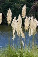 Close-up of the pampas grass