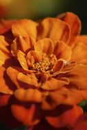 orange flower petals