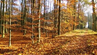 autumn woodland orange