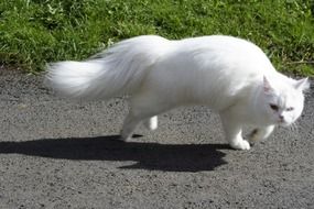 white cat with a fluffy tail in motion