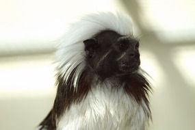 cottontop tamarin, beautiful monkey portrait